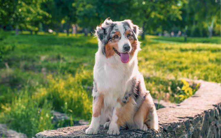 Dog Profile